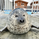 avatar I LOVE KITTIES!!! #1 CAT LOVER