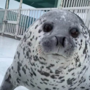 avatar I LOVE KITTIES!!! #1 CAT LOVER