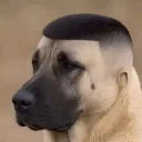 b666x