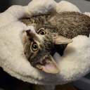 deflan#8129's avatar