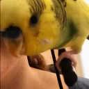 wysdm