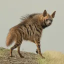 pedrka