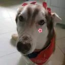 poropastel
