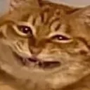 katterbox