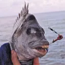bibanulgolanul