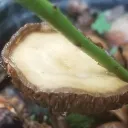 kakujo