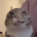 youmytee