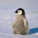 modshot