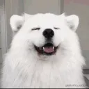 murderdabooty