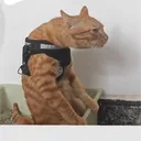 pachamu