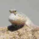 mudhopper