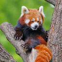 avatar Skrt_The_Turt