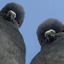 pigeooooon