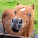 ponhy