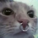 uyu