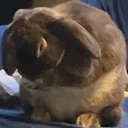 dogefancy