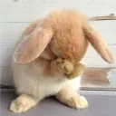 alexbunnygd