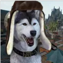 husky23_