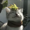 yoiber