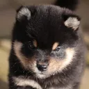 anka