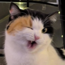 Discord Avatar
