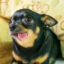 charliedogwood