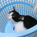 fishappy0