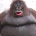 kombarte