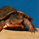 tremz_#1720's avatar