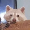 ayorusimp