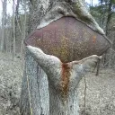 bofferheimer