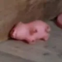 rogijag