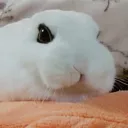 heckos
