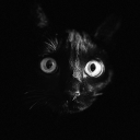 meow7073#9214's avatar