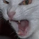 clawsbutwithaq
