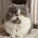 .xenia.