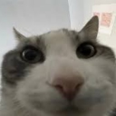 avatar thicolas 🫧