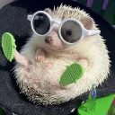 sebicool