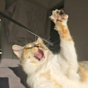 avatar »Kittyhawk«