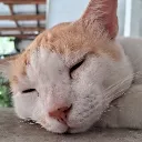bimcakbimcakbimcak