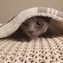 nytrolizer