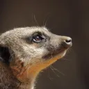 aalliik