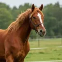 meepazor