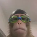 .chiefsteve