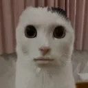 jaboopie
