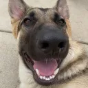 husky7777