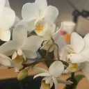nartsu
