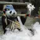 panda1724