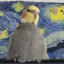 nyxbi