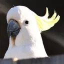 zolda